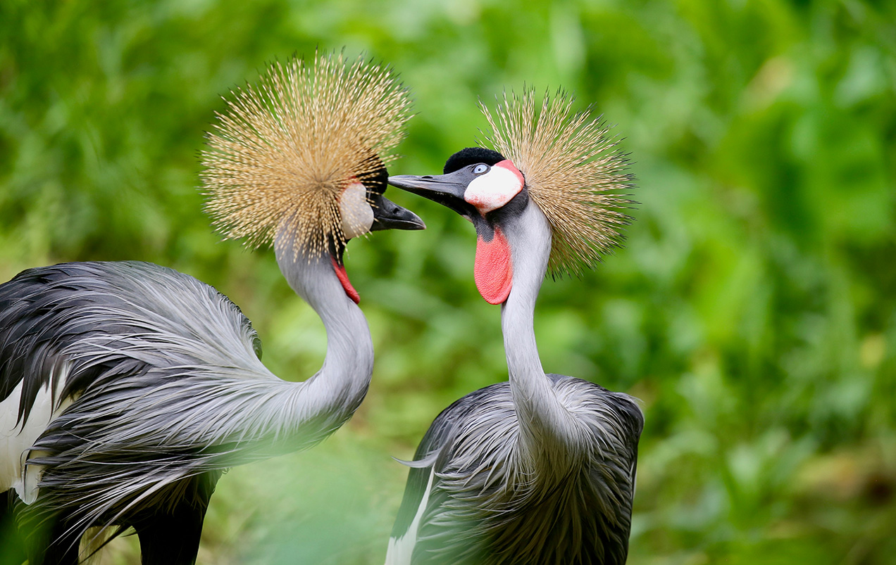 Birds-of-Uganda-The-Grey-Crowned-Crane.jpg