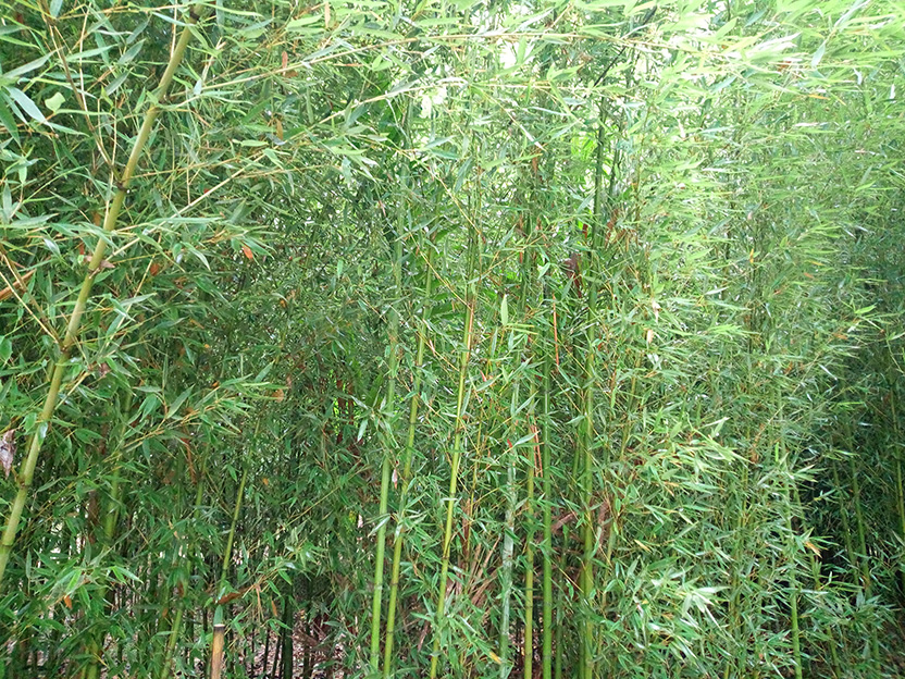 Green Bamboo Eco Tourism