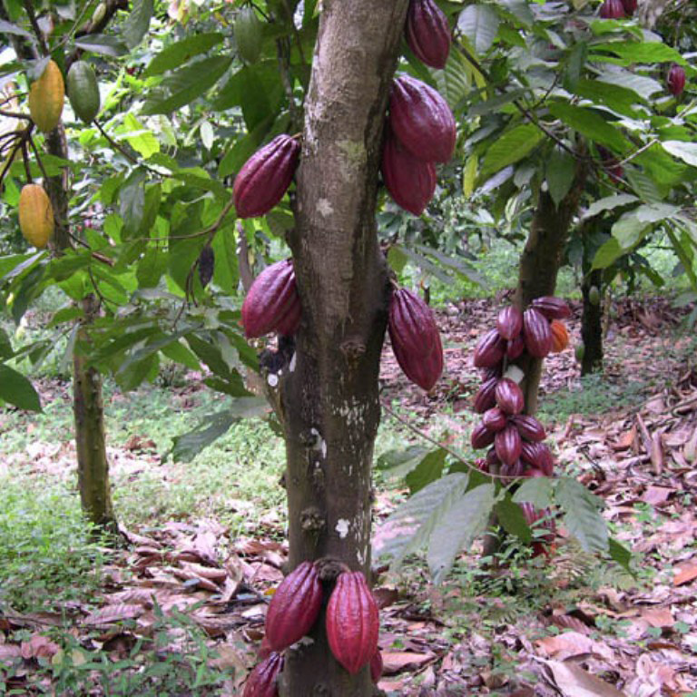 Cocoa garden