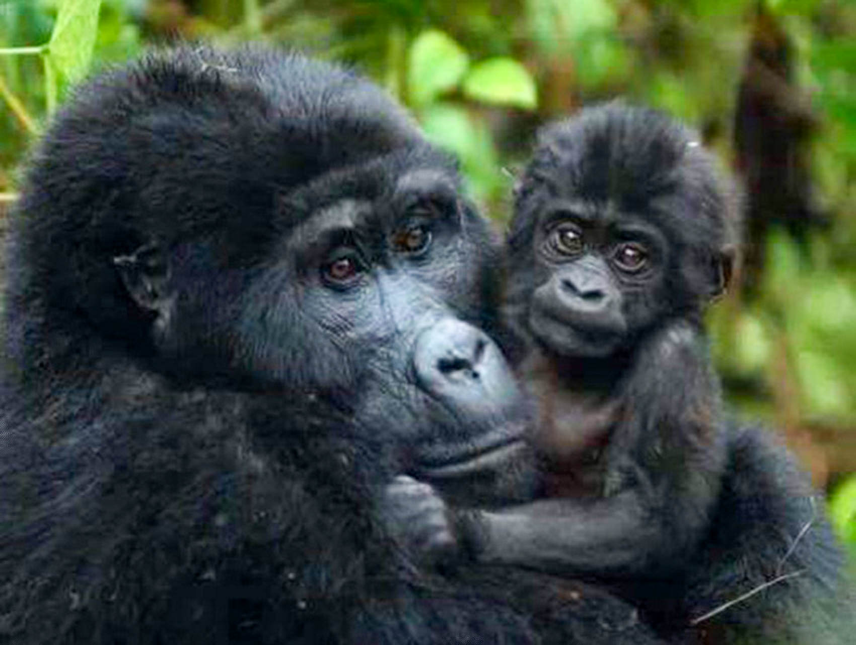 Gorilla Tracking in Bwindi National Park